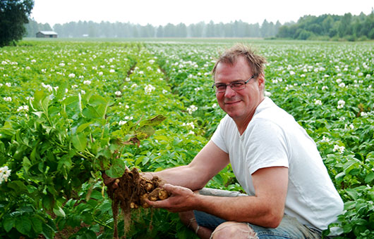 Jon Björs plockar den KRAVmärkta potatisen