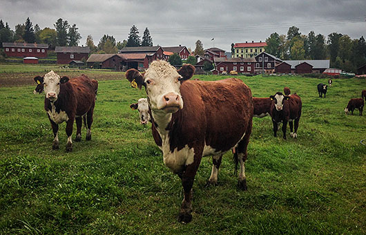 Korna i Björs betar fritt och har det bra. Foto: Pelle Nyberg